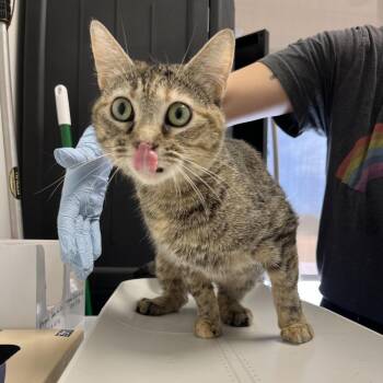 Domestic Short Hair Cats Available for Adoption in Nashville, Tennessee - Ophelia | PetCurious