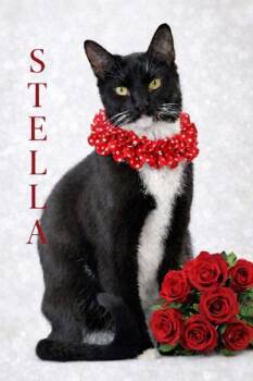 Domestic Short Hair Cats Available for Adoption - Stella | PetCurious