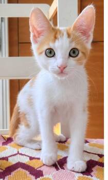 Patches -  Tabby and Domestic Short Hair Cat for Adoption in Campbell, California - Patches | PetCurious