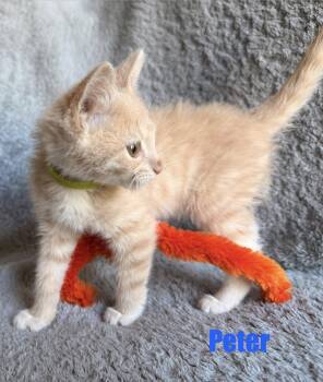 Domestic Short Hair Cats Available for Adoption in Clarksville, Tennessee - Peter | PetCurious
