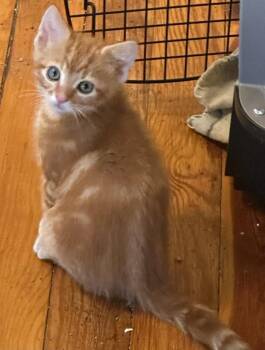 Palmer -  Domestic Short Hair Cat for Adoption in Kirksville, Missouri - Palmer | PetCurious