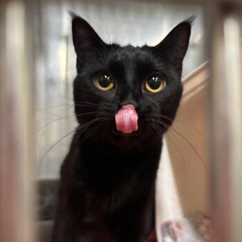 Domestic Short Hair Cats Available for Adoption in Napoleon, Ohio - Zinnia 17C26 | PetCurious