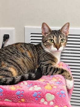 Pearl -  Domestic Short Hair Cat for Adoption in Victor, New York - Pearl | PetCurious