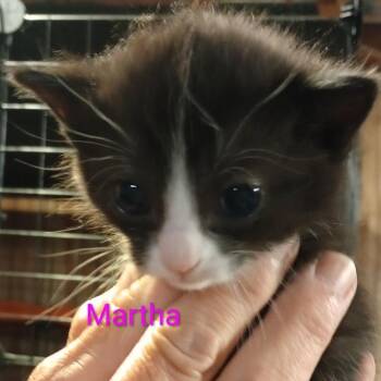 Martha -  Domestic Short Hair Cat for Adoption in Grand Rapids, Minnesota - Martha | PetCurious