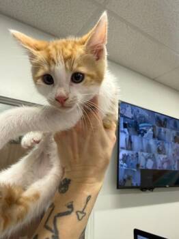 Bramble -  Domestic Short Hair Cat for Adoption in Thousand Oaks, California - Bramble | PetCurious