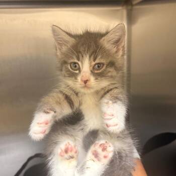 Spike Dudley -  Domestic Short Hair Cat for Adoption in Winston-salem, North Carolina - Spike Dudley | PetCurious