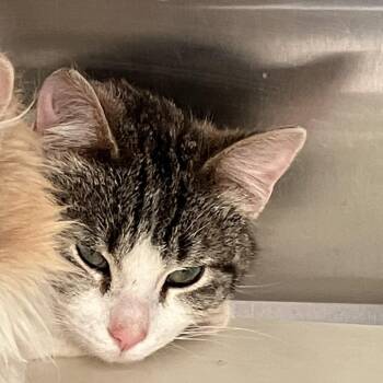 Domestic Short Hair Cats Available for Adoption in Burlington, Ontario - Swirl | PetCurious