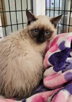seal pt Siamese kitten -  Domestic Medium Hair Cat for Adoption in Green River, Wyoming - Seal Pt Siamese Kitten | PetCurious