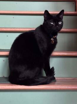 Wink -  Domestic Short Hair Cat for Adoption in Anchorage, Alaska - Wink | PetCurious