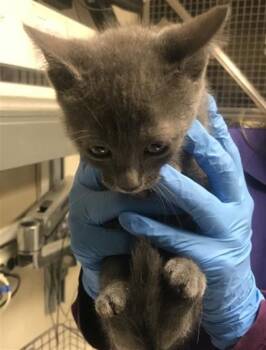 A429637 -  Domestic Short Hair Cat for Adoption in Conroe, Texas - A429637 | PetCurious