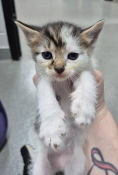 Enya -  Domestic Short Hair Cat for Adoption in Chattanooga, Tennessee - Enya | PetCurious