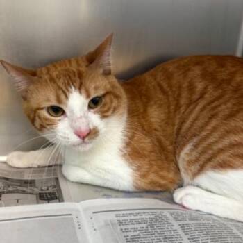 Domestic Short Hair Cats Available for Adoption in Corpus Christi, Texas - Clover | PetCurious