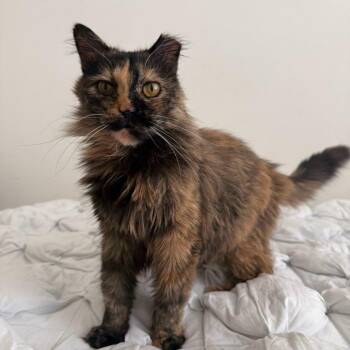Wictoria -  Domestic Long Hair Cat for Adoption in Long Beach, California - Wictoria | PetCurious