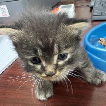 Jackie Twist -  Domestic Medium Hair Cat for Adoption in Madisonville, Kentucky - Jackie Twist | PetCurious