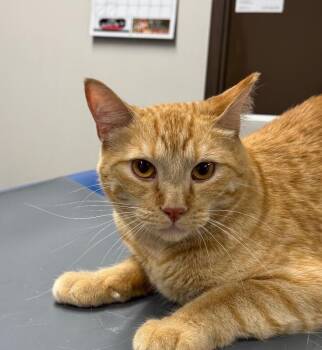 Darby -  Domestic Short Hair Cat for Adoption in Yankton, South Dakota - Darby | PetCurious