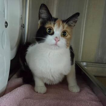 Callie -  Domestic Short Hair Cat for Adoption in Asheville, North Carolina - Callie | PetCurious