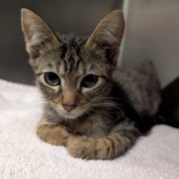 Domestic Short Hair Cats Available for Adoption - Slow WiFi | PetCurious