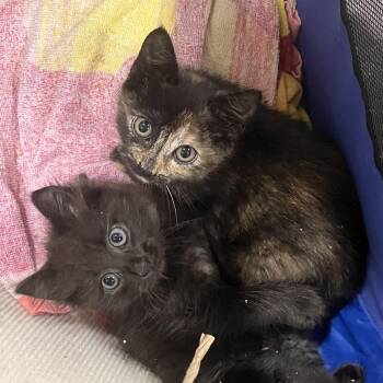 Hugo & Hera -  Tortoiseshell and Bombay Cat for Adoption in UNIVERSITY PA, Maryland - Hugo & Hera | PetCurious