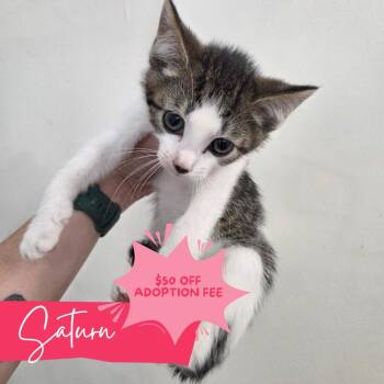 Sailor Saturn -  Domestic Short Hair Cat for Adoption in Chattanooga, Tennessee - Sailor Saturn | PetCurious