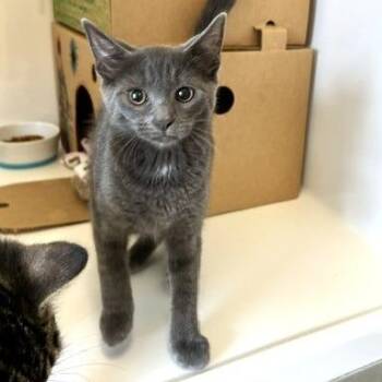 Chloe -  Domestic Short Hair Cat for Adoption - Chloe | PetCurious