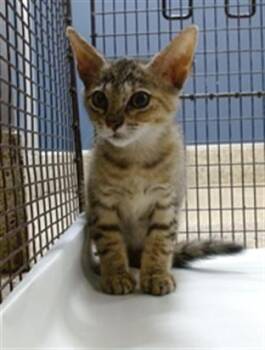 Domestic Short Hair Cats Available for Adoption in Doral, Florida - YUZU | PetCurious