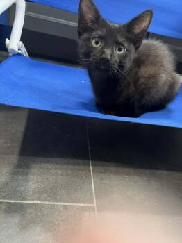 Lincoln -  Domestic Short Hair Cat for Adoption in Visalia, California - Lincoln | PetCurious