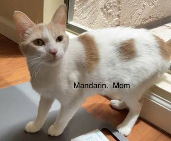 Mandarin -  Domestic Short Hair Cat for Adoption in Scottsdale, Arizona - Mandarin | PetCurious