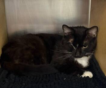 Beethoven -  Domestic Short Hair Cat for Adoption in Island Lake, Illinois - Beethoven | PetCurious