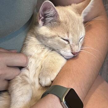 Rafiki -  Domestic Short Hair Cat for Adoption in Walker, Michigan - Rafiki | PetCurious