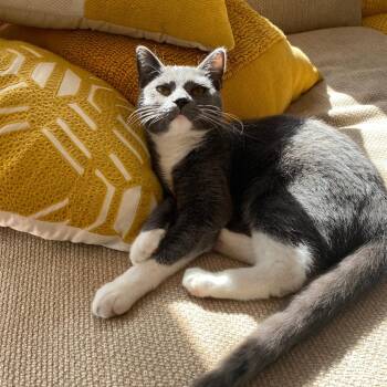 Domestic Short Hair Cats Available for Adoption in Shorewood, Illinois - Tiberias | PetCurious