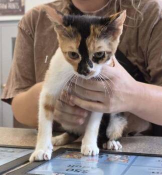 Sparrow -  Domestic Short Hair Cat for Adoption in Salisbury, Maryland - Sparrow | PetCurious