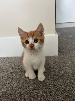 Rescue Tabby Cats for Adoption in Miami, Florida - Rollo | PetCurious