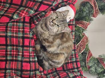 Rescue Torbie Cats for Adoption in Bluffton, Indiana - Ruby | PetCurious