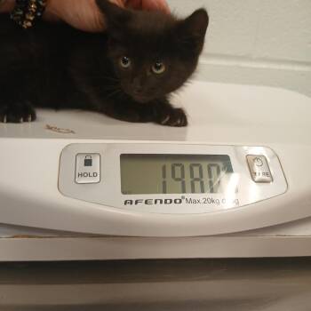 Capone -  Domestic Short Hair Cat for Adoption in Chattanooga, Tennessee - Capone | PetCurious