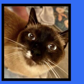 COOKIE MONSTER -  Siamese and Domestic Short Hair Cat for Adoption in Beaverton, Oregon - COOKIE MONSTER | PetCurious