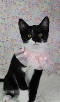 Rescue Domestic Short Hair Cats for Adoption in Ashland, Kentucky - Butterscotch | PetCurious