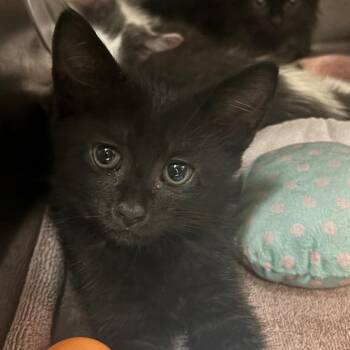 Skateboard -  Domestic Short Hair Cat for Adoption in Newark, New Jersey - Skateboard | PetCurious