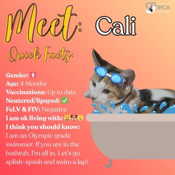 Rescue Calico Cats for Adoption in Fulton, New York - Cali | PetCurious