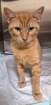 Scarlet -  Domestic Short Hair Cat for Adoption in Christiansburg, Virginia - Scarlet | PetCurious