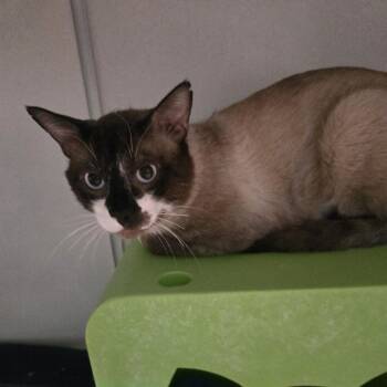 Jeff -  Siamese Cat for Adoption in Desert Hot Springs, California - Jeff | PetCurious