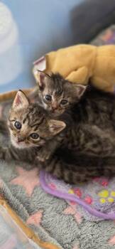 Spark-not at the shelter -  Domestic Short Hair and Tabby Cat for Adoption in Rustburg, Virginia - Spark-not At The Shelter | PetCurious