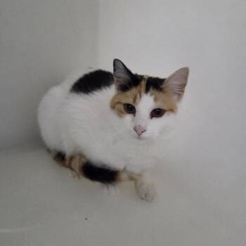 Domestic Short Hair Cats Available for Adoption - Shari | PetCurious