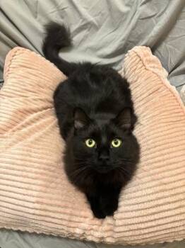 Trouble -  Domestic Long Hair Cat for Adoption in Mokena, Illinois - Trouble | PetCurious