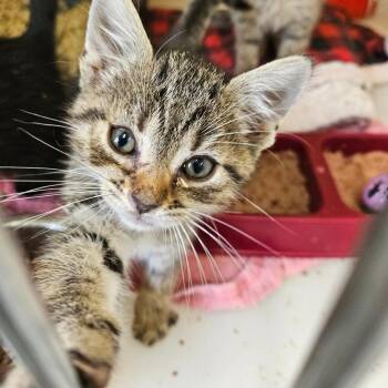 Boda -  Domestic Short Hair Cat for Adoption in Ridgely, Maryland - Boda | PetCurious