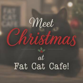 Christmas at Fat Cat Cafe -  Domestic Short Hair Cat for Adoption in Tallahassee, Florida - Christmas At Fat Cat Cafe | PetCurious