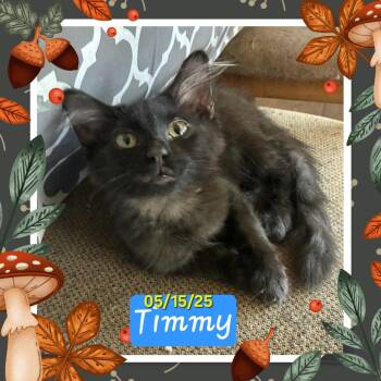 Rescue Domestic Medium Hair Cats for Adoption in Enid, Oklahoma - Timmy | PetCurious