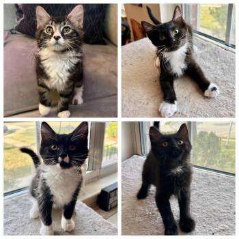 Mocha, Bean, Latte & Coco -  Tabby and Domestic Medium Hair Cat for Adoption in Closter, New Jersey - Mocha, Bean, Latte & Coco | PetCurious