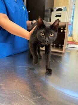 PERSEPHONE -  Bombay and Domestic Short Hair Cat for Adoption in Cookeville, Tennessee - PERSEPHONE | PetCurious