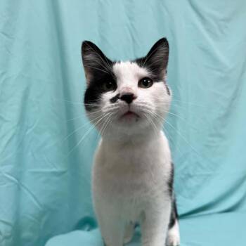 Annie -  Domestic Short Hair Cat for Adoption in Lyndhurst, Virginia - Annie | PetCurious