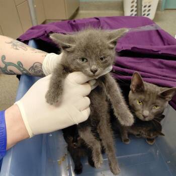 MIDAS -  Domestic Short Hair Cat for Adoption - MIDAS | PetCurious